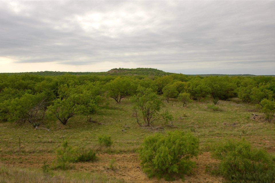 Vista views are great and make good cover for wlidlife such as White-tail deer.