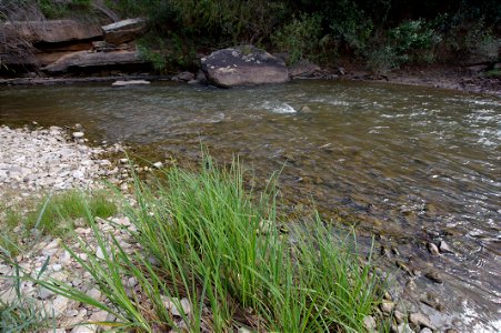 CCRP grass establishment