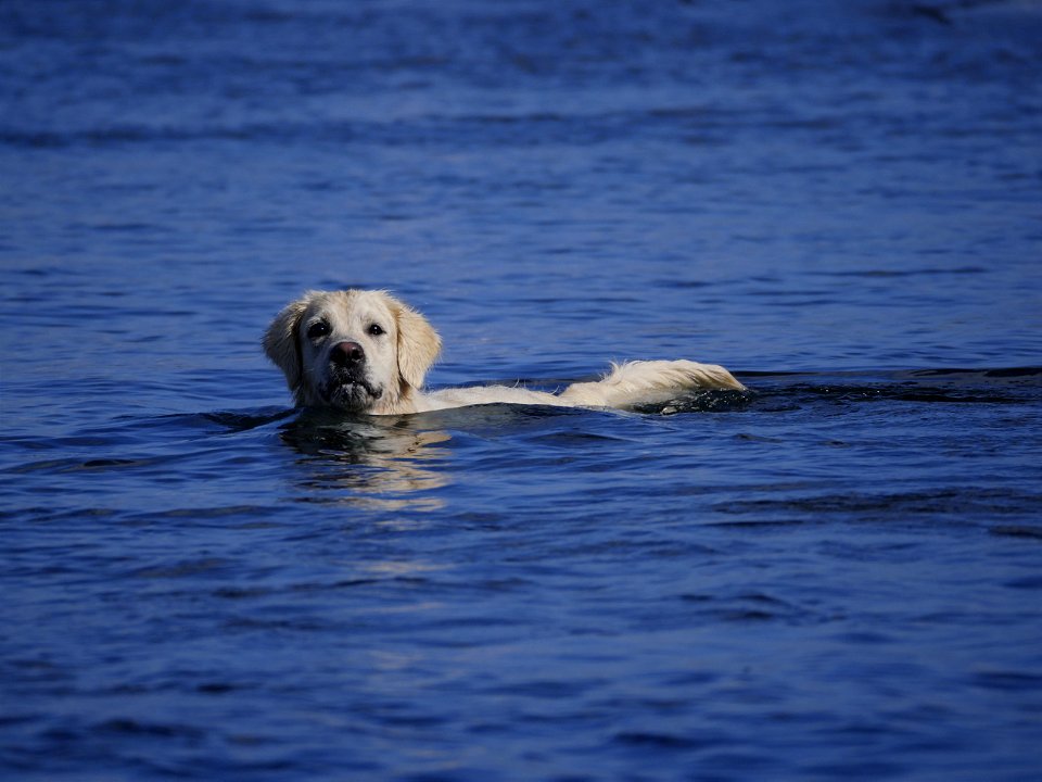 Labrador au bain