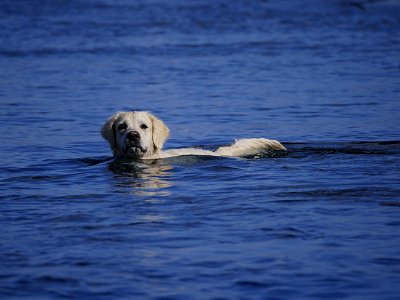 Labrador au bain