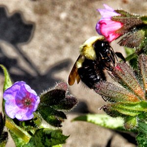 Toronto Ontario ~ Canada ~ Edwards Gardens ~ Botanical Garden ~ Bubble Bee photo