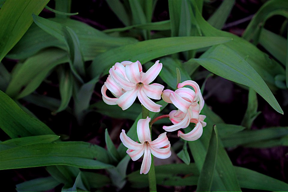 Spring Flowers, Pink On White