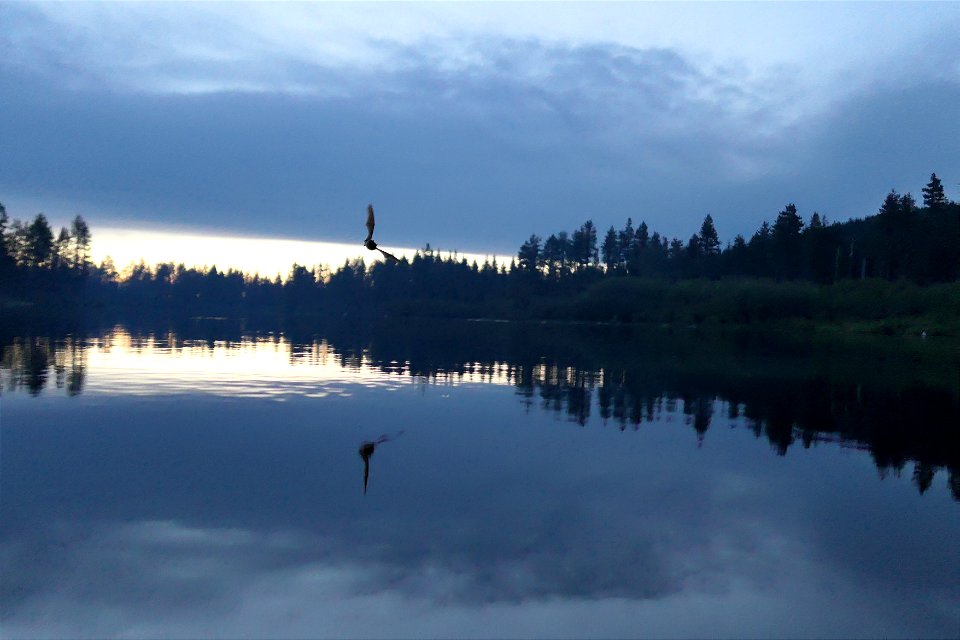 Bat over lake_3