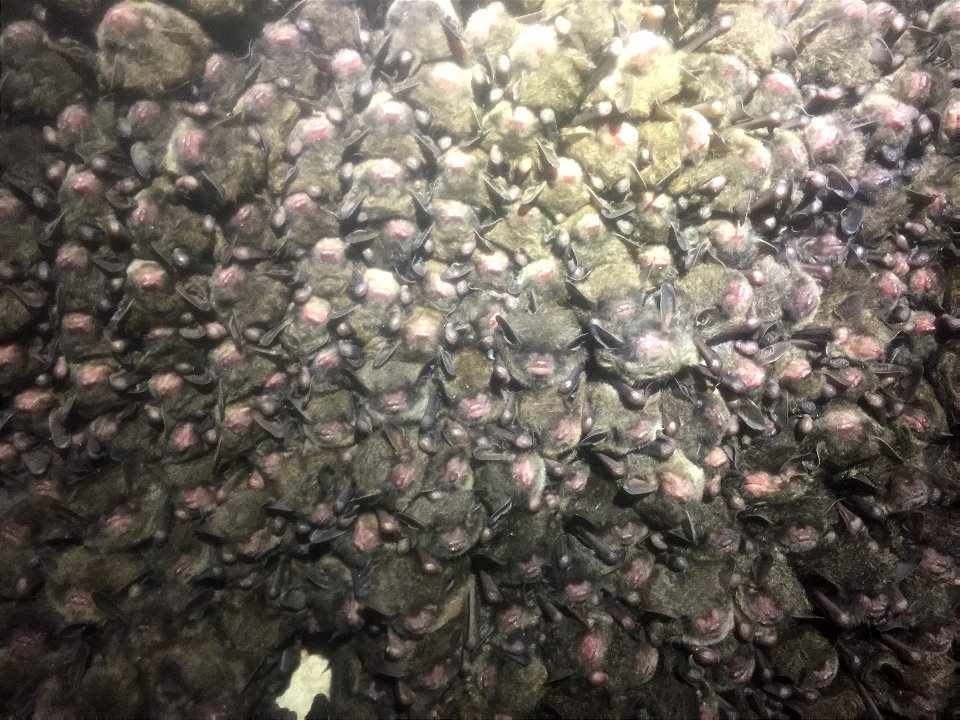 Cluster of hibernating Indiana bats (Myotis sodalis)