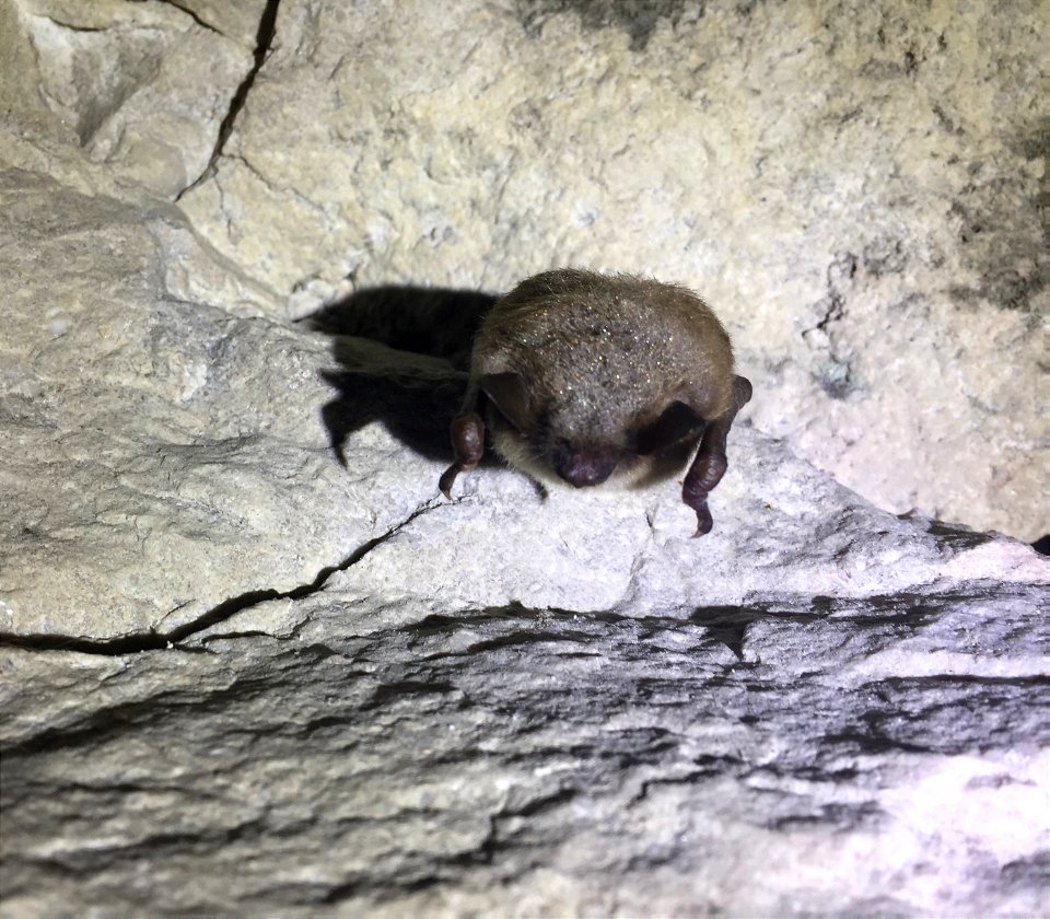 Hibernating little brown bat (Myotis lucifugus)