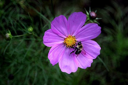 Early Autumn Flowers, Bizzy Bee photo