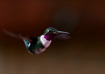 Chaetocercus mulsant - Zumbador ventriblanco