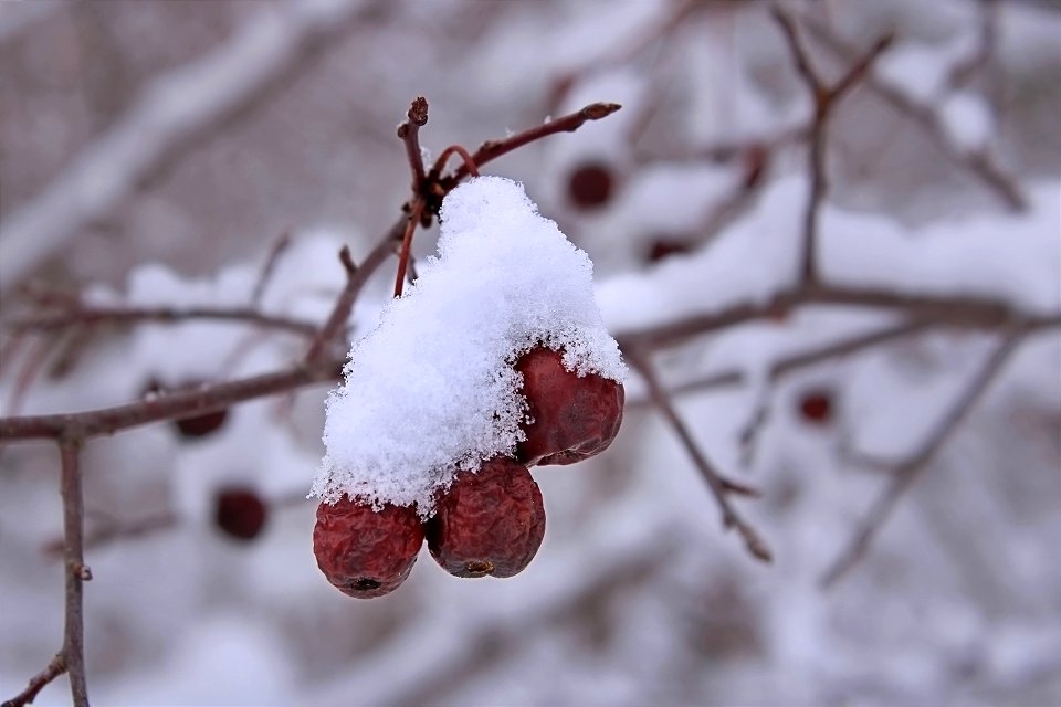 Remnant Of Summer, Winter Berries