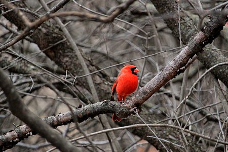 Male Cardinal photo