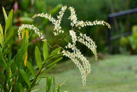 Epidendrum lanipes