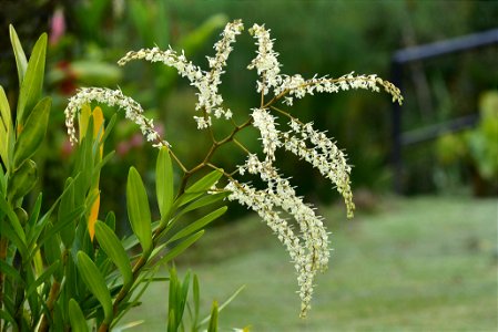 Epidendrum lanipes photo