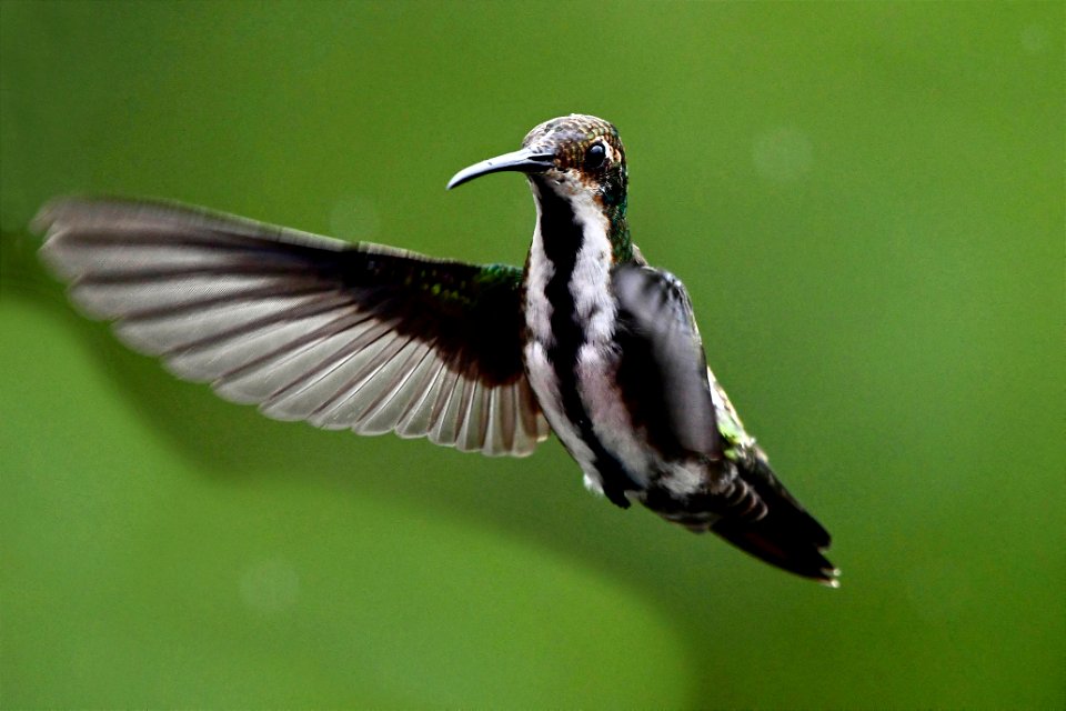 Anthracothorax nigricollis - Mango pechinegro - Hembra