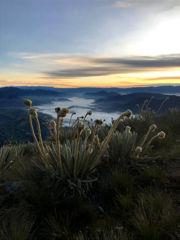 Frailejones at dawn photo