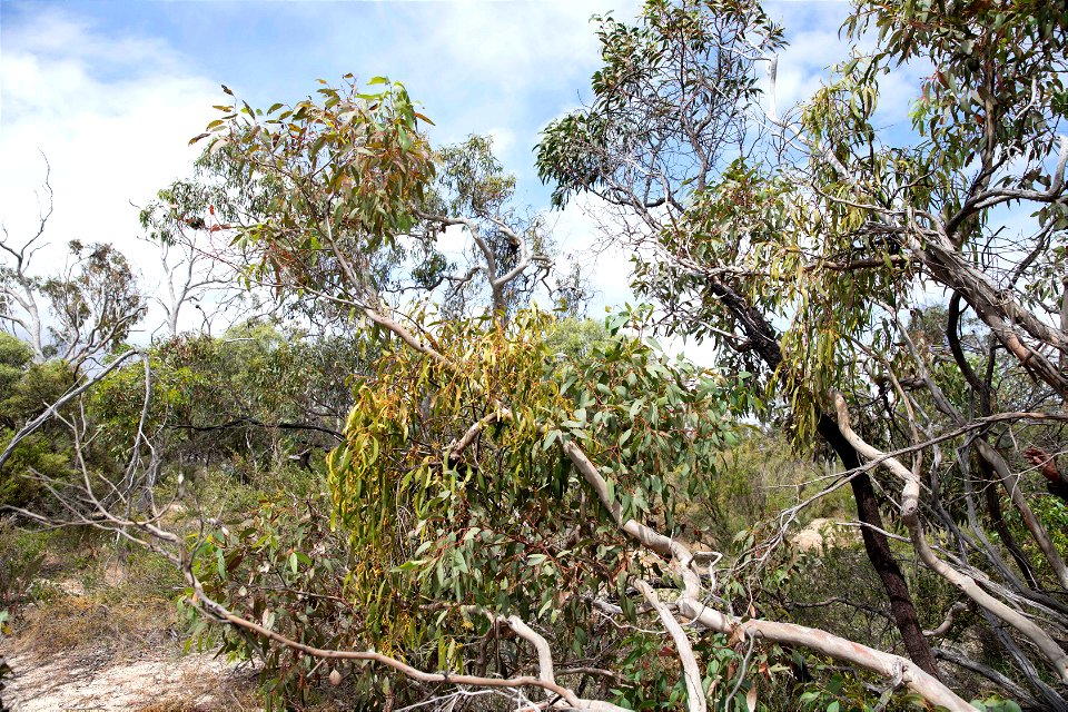 Tree 1 SE cnr - canopy