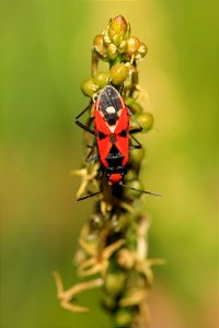 Pentatomidae? - red bug - top view photo
