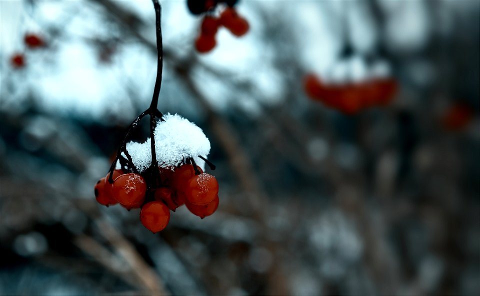 Berries
