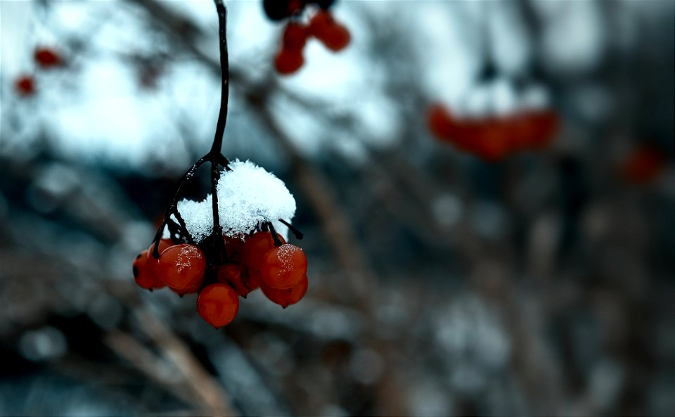 Berries photo