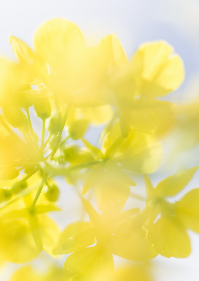 Rape flower in spring