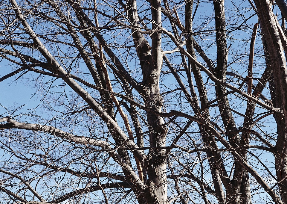 bare tree branches against the blue sky