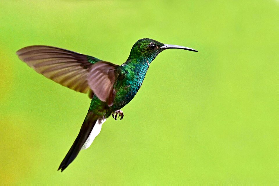 Chalybura buffonii - Colibrí de Buffon
