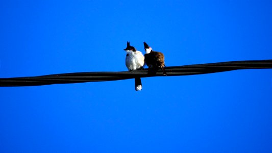 Bulbuls ( La Réunion )
