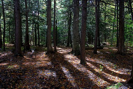 Early Autumn, Forest Shadows photo