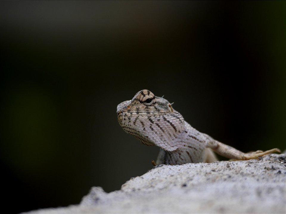 Agame arlequin (La Réunion)