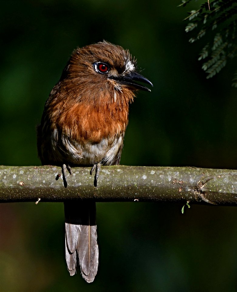 Malacoptila mystacalis (Bigotudo canoso)