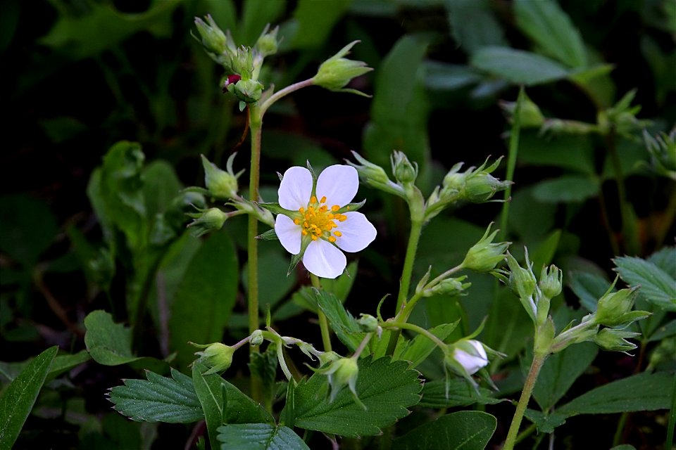 Wild Flower, White