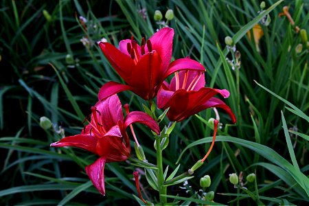 Vibrant Red Flower, Mrs. T.'s Garden photo