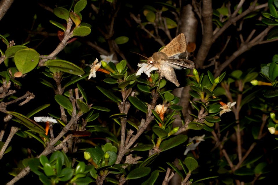 moth - Helicoverpa punctigera