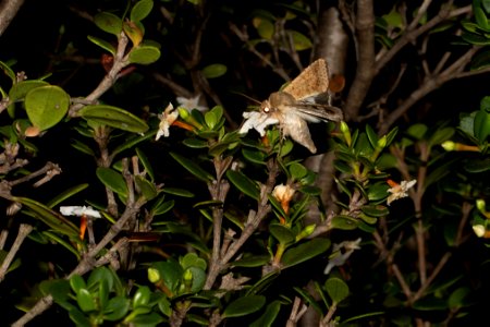 moth - Helicoverpa punctigera photo