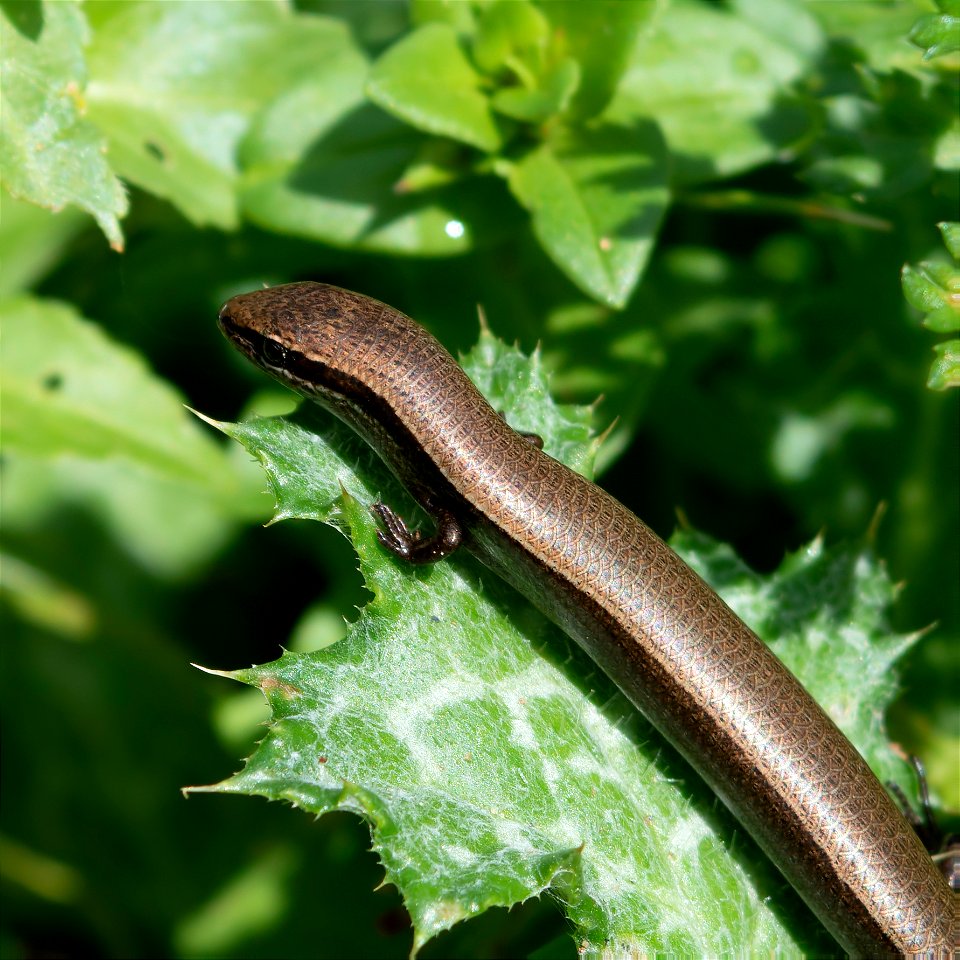 European Copper Skink (Ablepharus kitaibelii)