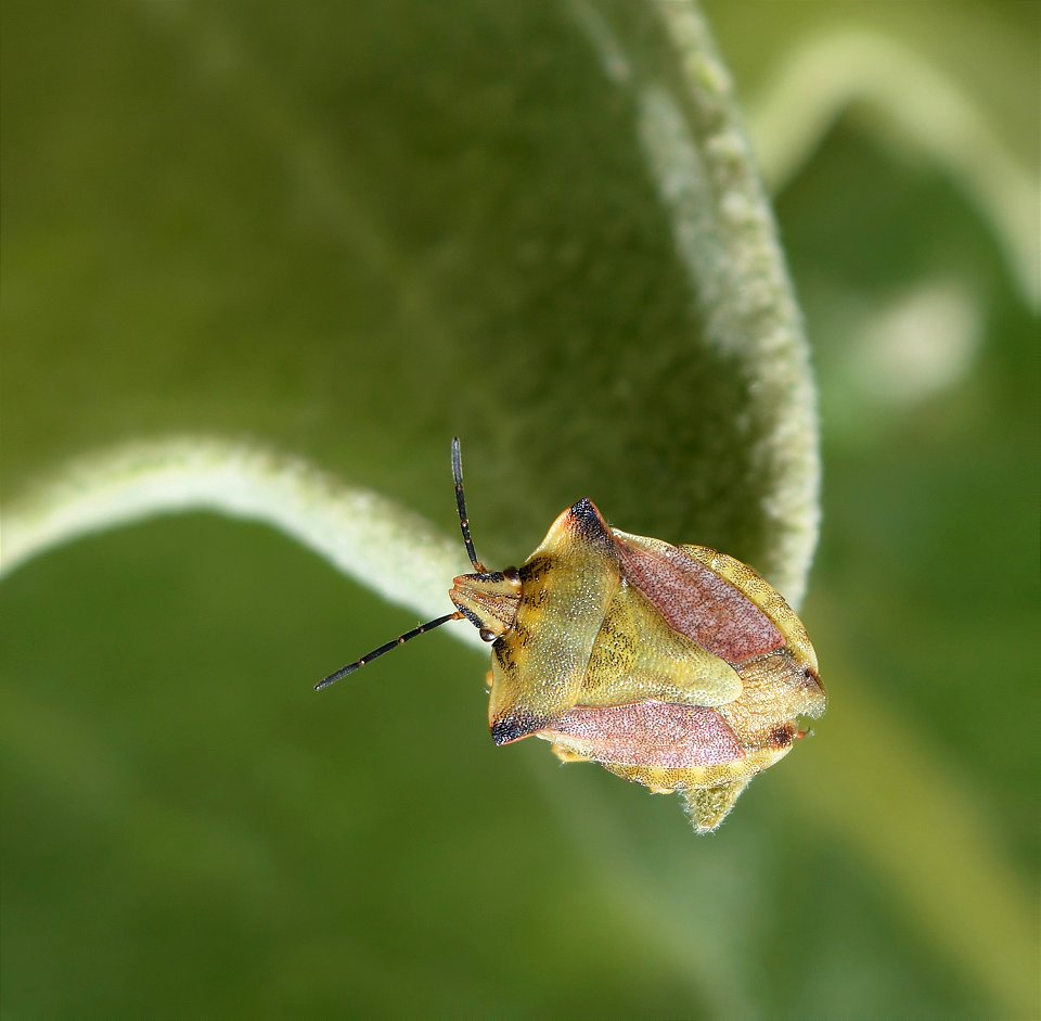 Carpocoris fuscispinus
