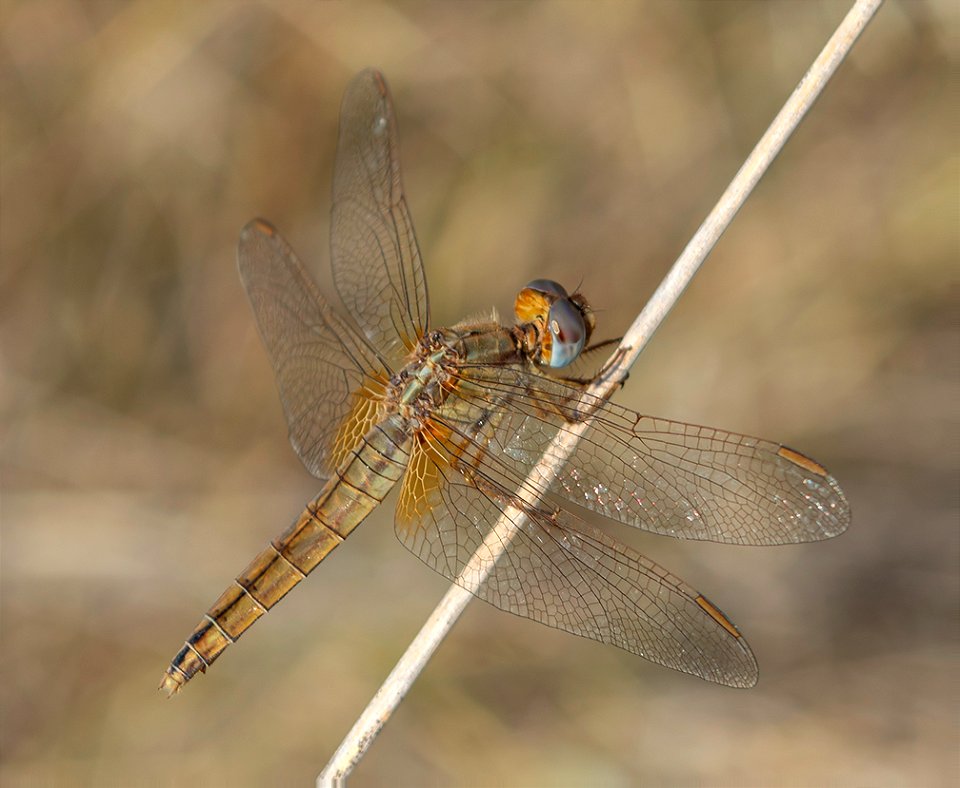 Female Broad Scarlet