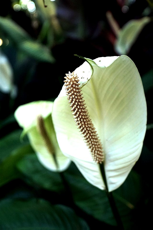 Sweet Peace Lily at the Lincoln Park Conservatory