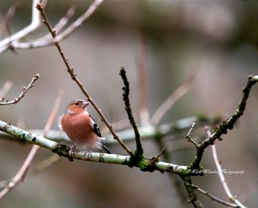 Chaffinch