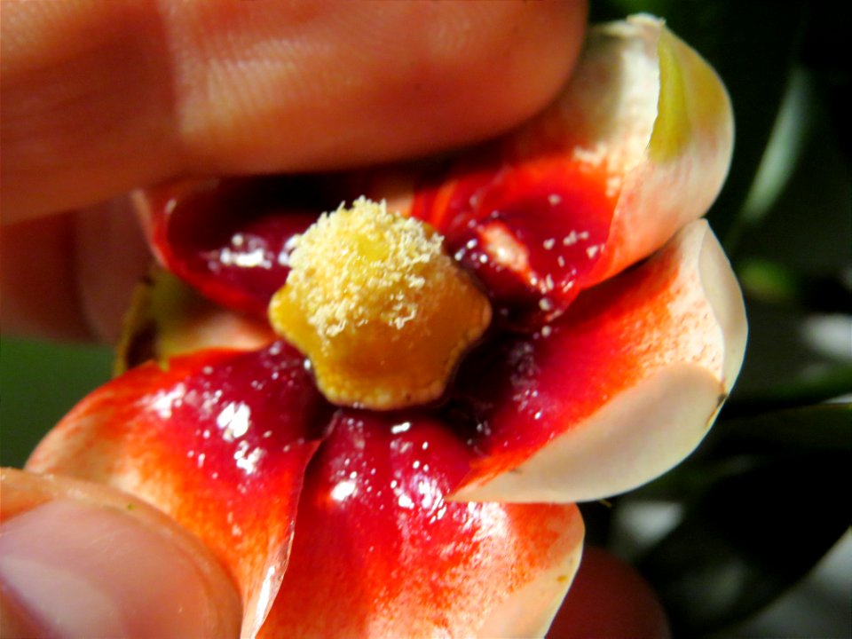 Clusia lanceolata Cambess.