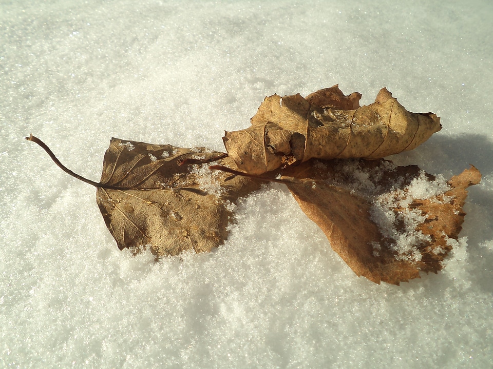 leaves