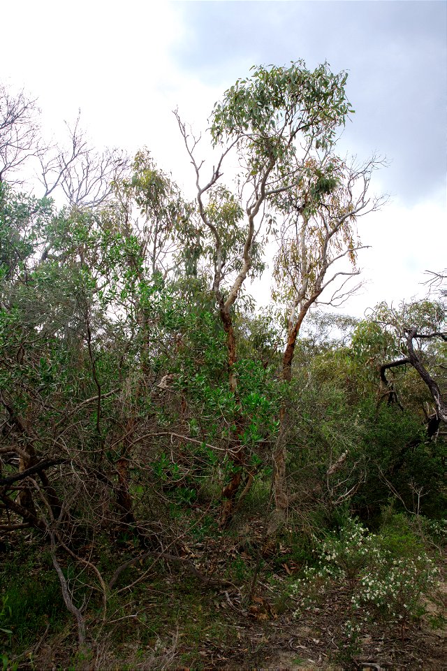2022 Site 2, Marker 7  Tree 5