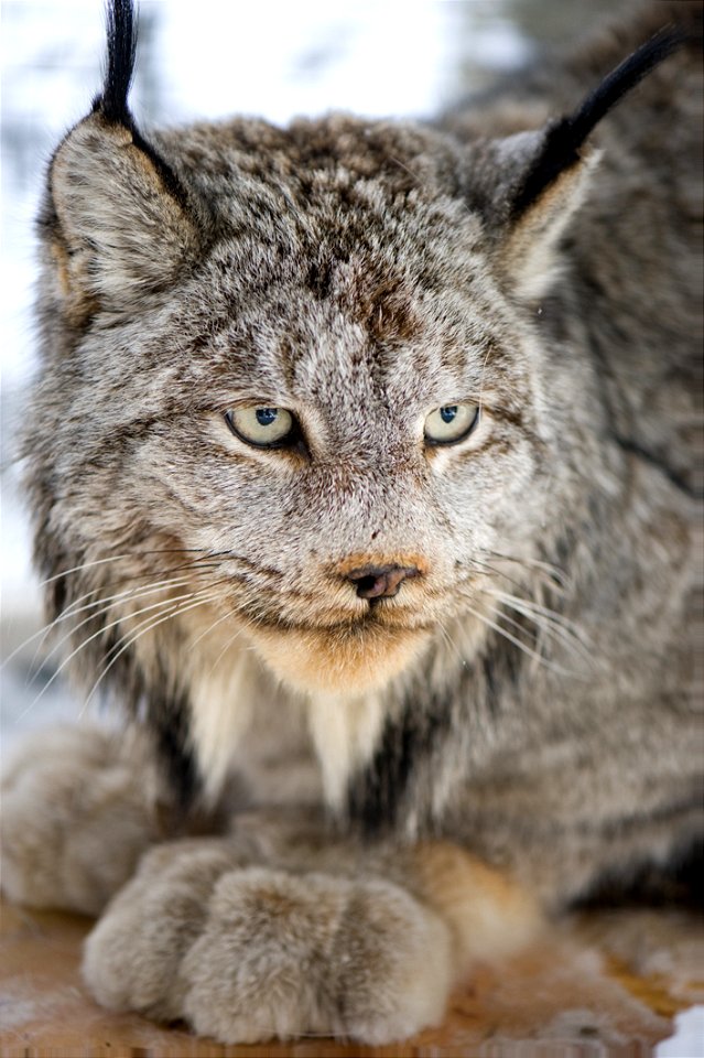CanadaLynx-Colorado-001