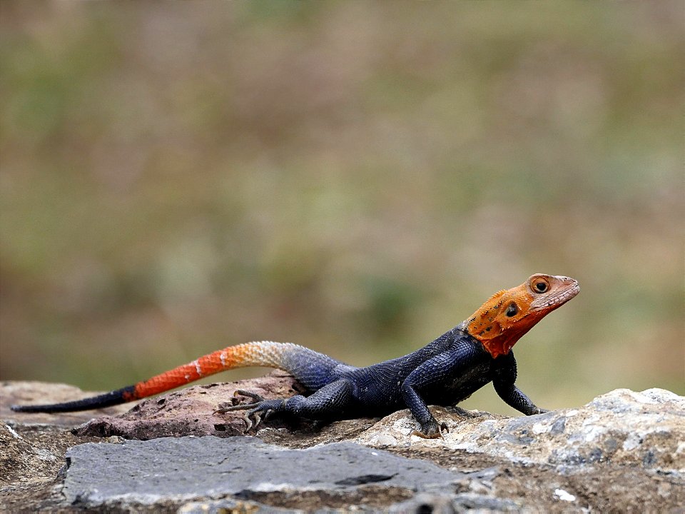 Agame des colons (La Réunion)
