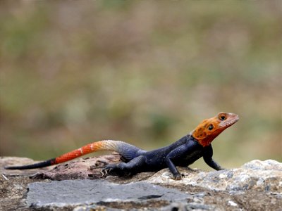 Agame des colons (La Réunion)