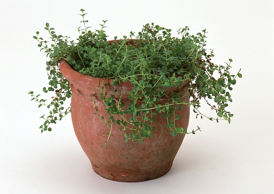 Oregano in a clay pot