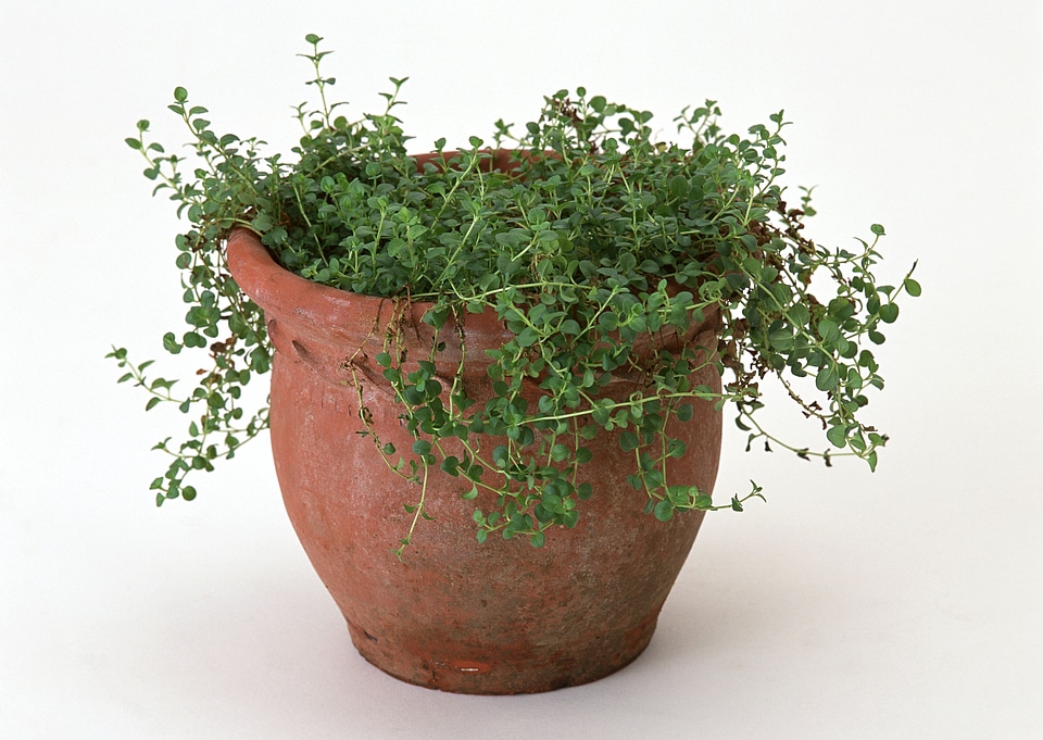 Oregano in a clay pot photo