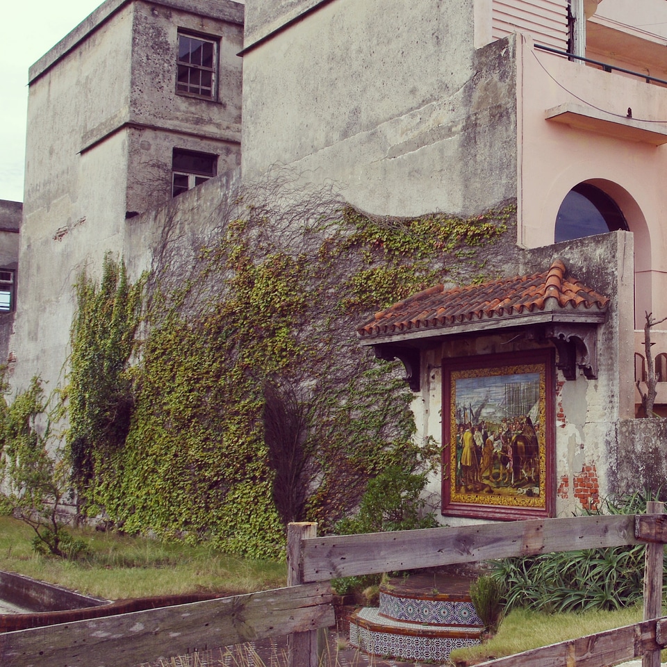 wall covered with plants