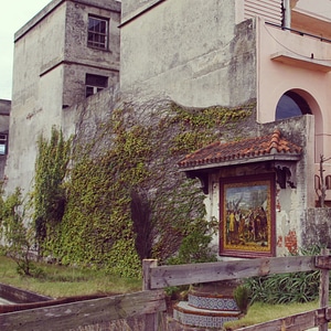 wall covered with plants