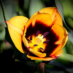 Orillia Ontario Canada ~ Leacock Museum ~ Heritage Site ~ Rembrandt tulips photo