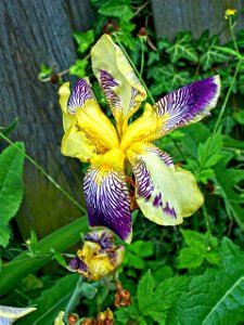 Stratford Ontario ~ Canada - Iris Flower - Shakespearean Garden Botanical ~ Heritage - Iris photo