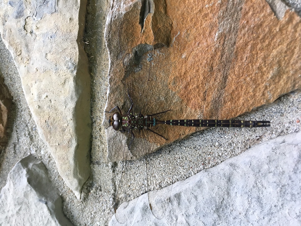 Dragonfly on the rock